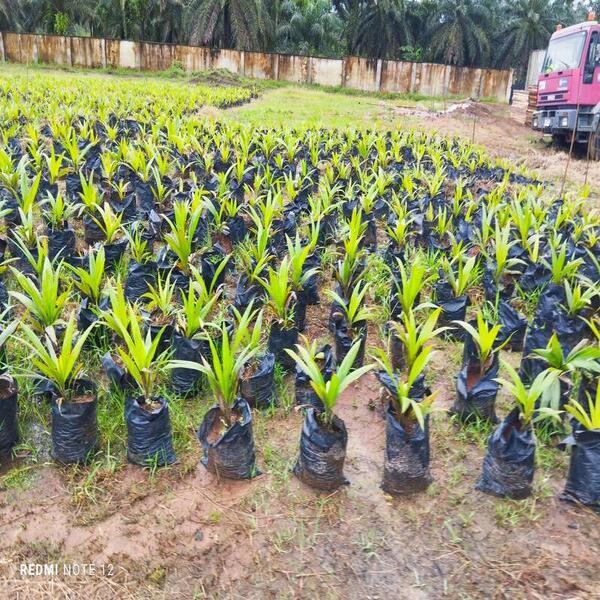 Dakkada Global Oil Palm Ltd